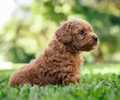 maltipoo