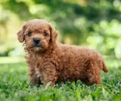 maltipoo - 2