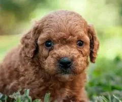 maltipoo - 3