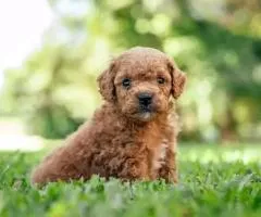 maltipoo - 4